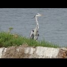 Es gibt dort nicht nur Flamingos
